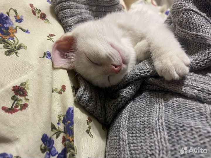 Отдам кошечку в добрые руки