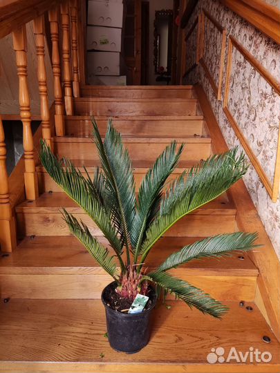 Цикас революта