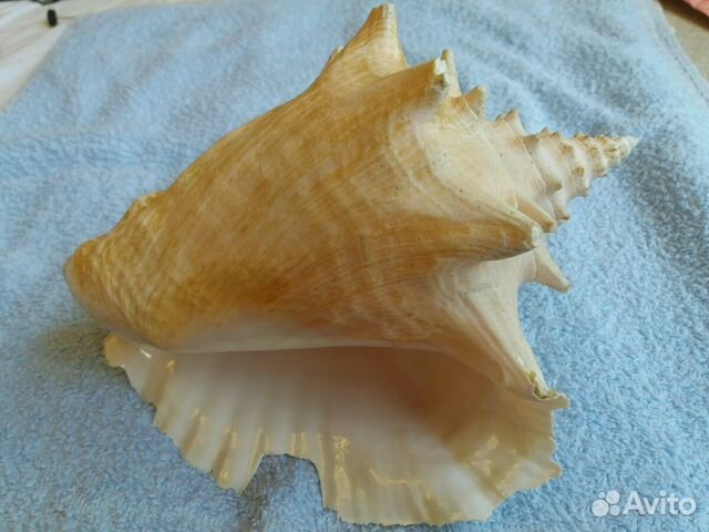 Ракушка (Куба 77г.)