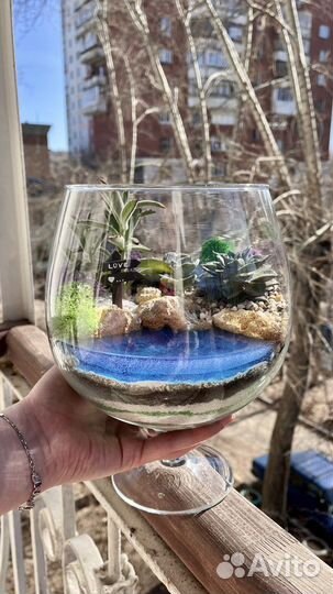 Флорариум, суккуленты