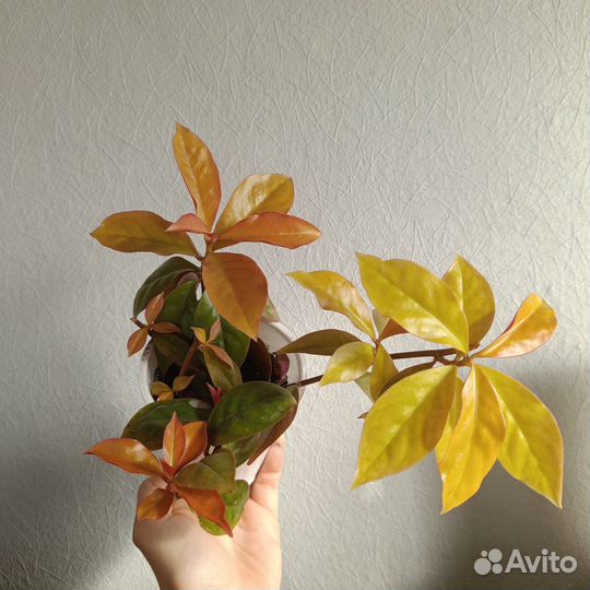 Переския, листовой кактус