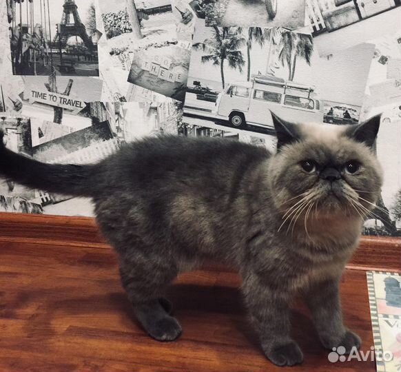 Кот вязка