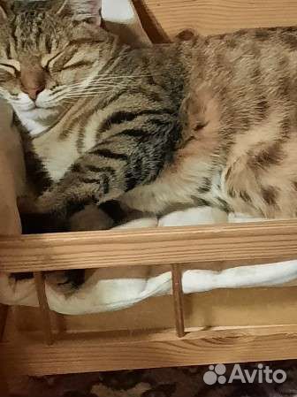 Кошечка в добрые руки