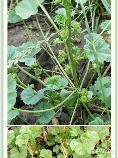 Рассада бамии