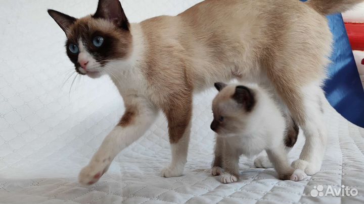 Котята сноу шу