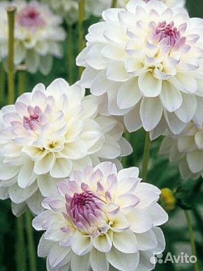 Георгина эвелин