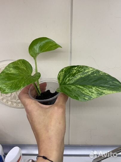 Сциндапсус Марбл Квин