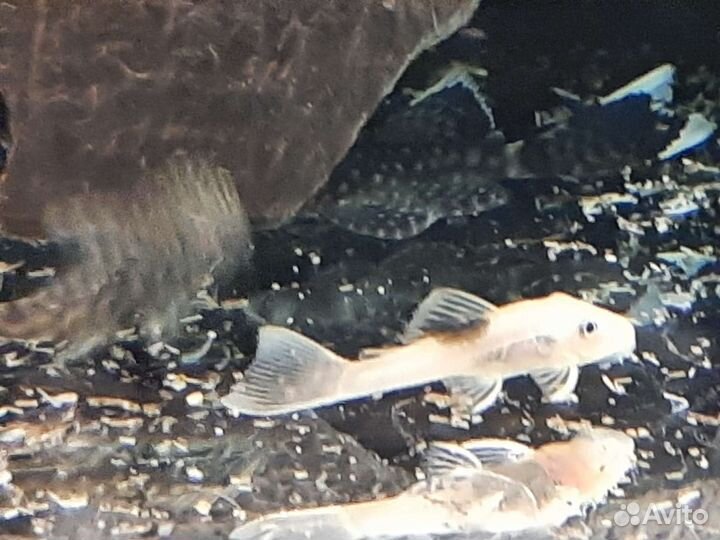 Аквариумные рыбки