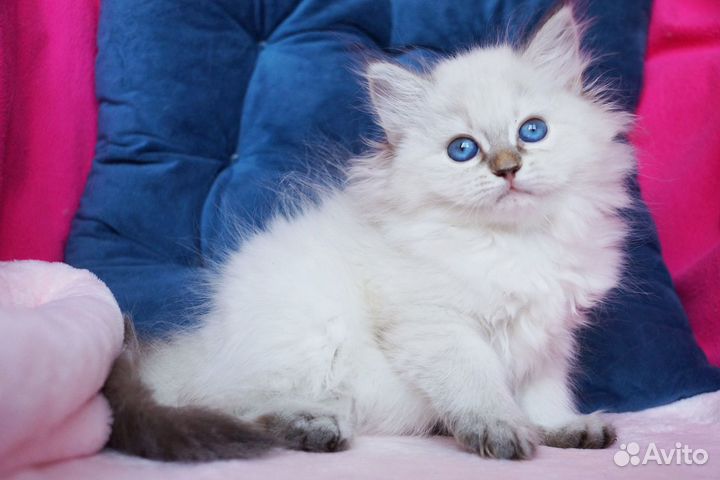 Невская маскарадная кошечка