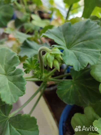 Цветущая сортовая герань