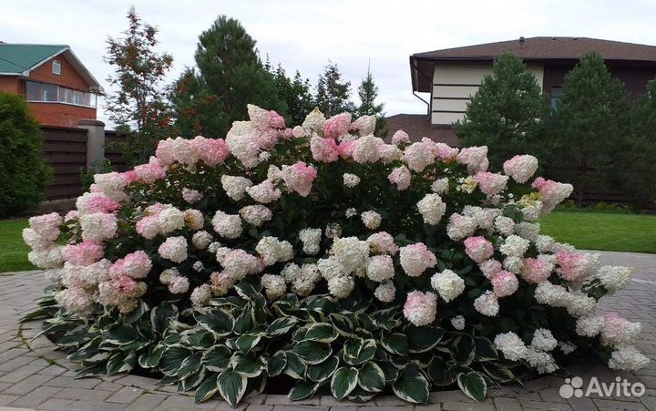 Гортензия саженцы. Черенки P9-Р14, 2 - 4-х летки