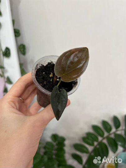 Сингониум, сциндапсус мунлайт, Пилея