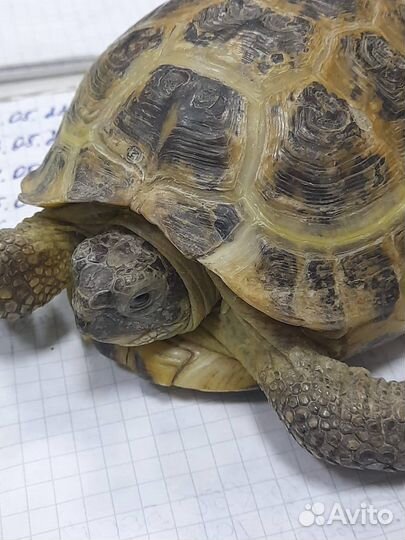 Черепаха