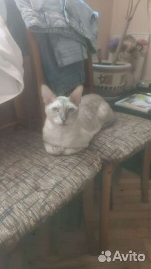 Кот порода Корниш Рекс