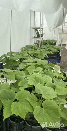 Рассада огурцов