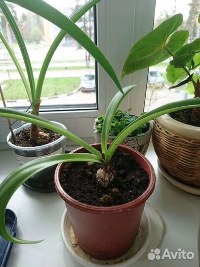 Гиппиаструм