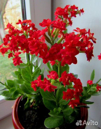 Каланхоэ блоссфельда