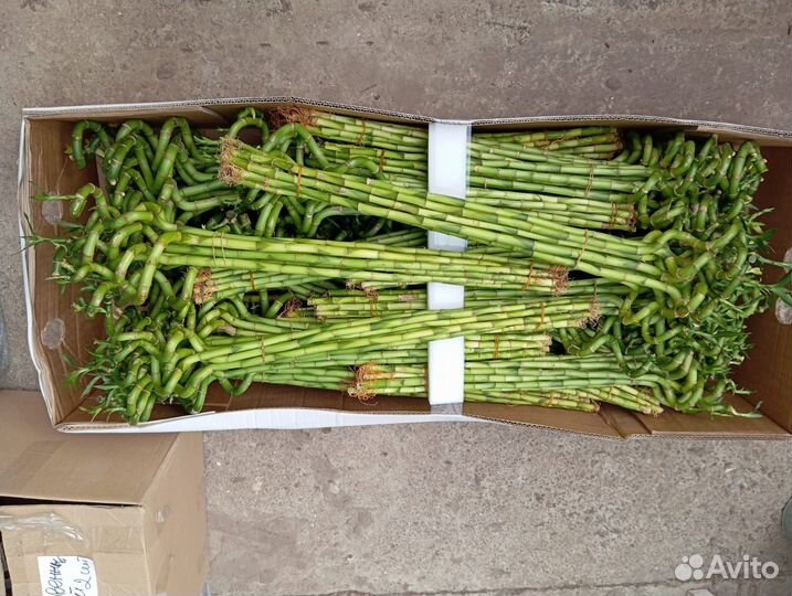 Бамбук лаки