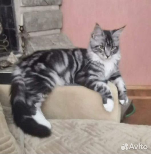 Кот мейн-кун