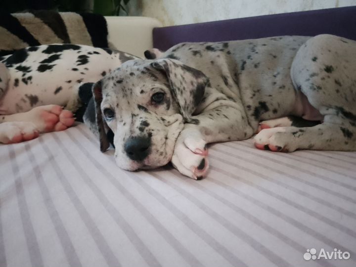 Немецкий дог