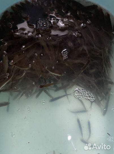 Живец карась опт