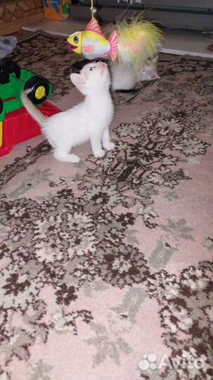 Котятки в добрые ручки