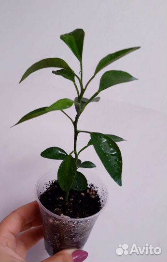 Цитрофортунелла мандарин и лимон