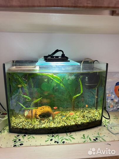 Аквариум 30 л. со всем содержимым