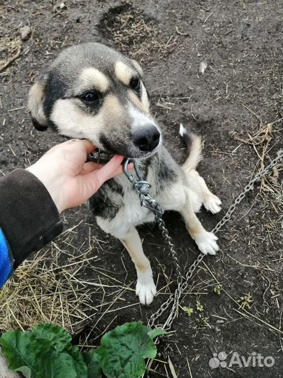 Собака в добрые руки