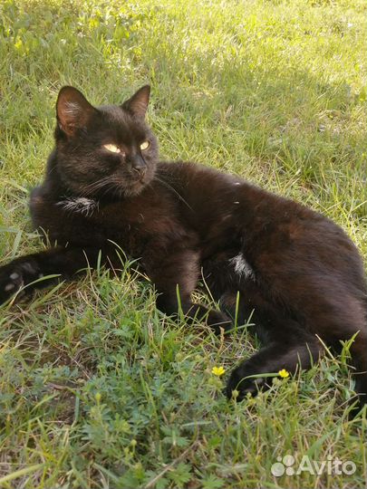 Кошка мышеловка в дар