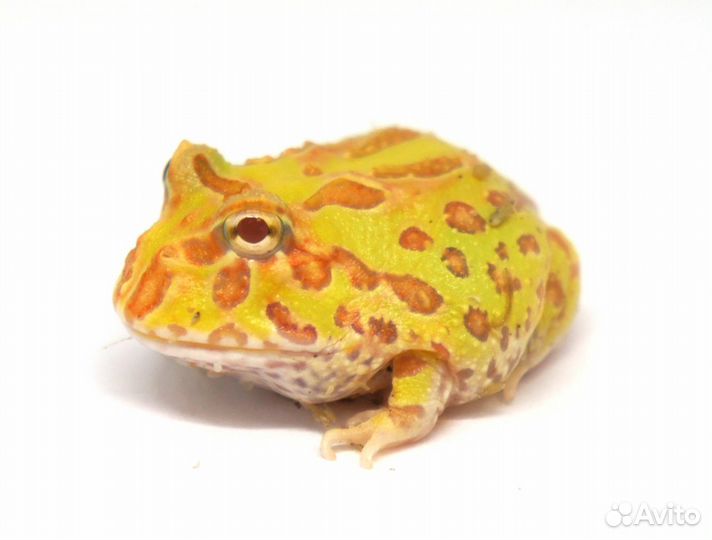 Рогатки кранвелла. Амфибии