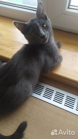 Котик,4 мес. отдам, к лотку приучен, доставка