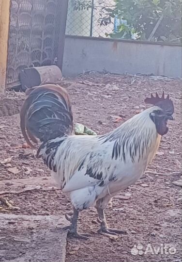 Продам Петухов