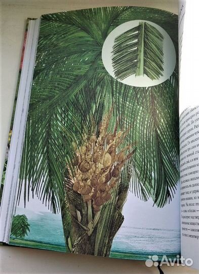 Вокруг света за 80 растений. Джонатан Дрори