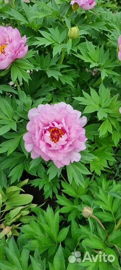 Пион Монинг Лилак