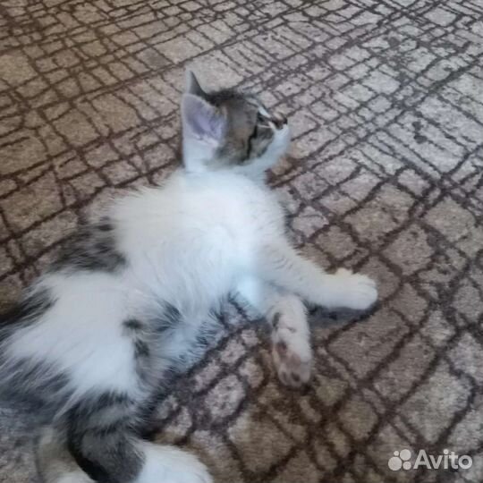 Котенок в добрые руки. Мальчик