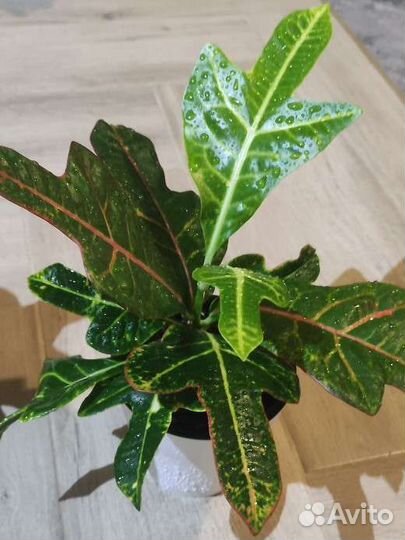 Кротон (кодиеум)