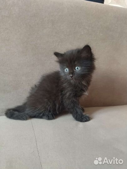 Котята в дар бесплатно