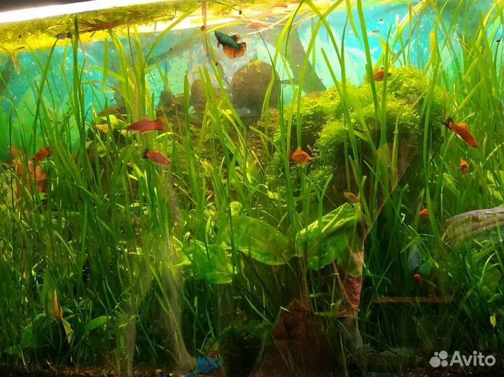 Аквариум на 500 литров