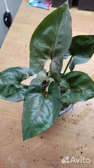 Сингониум три вида