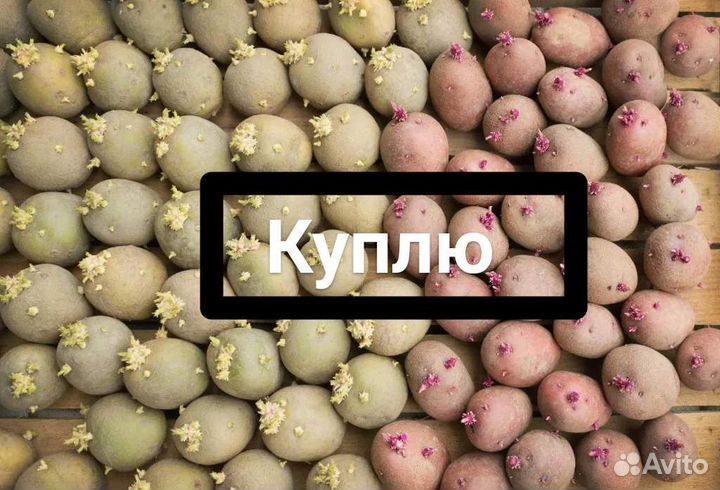 Семенной картофель