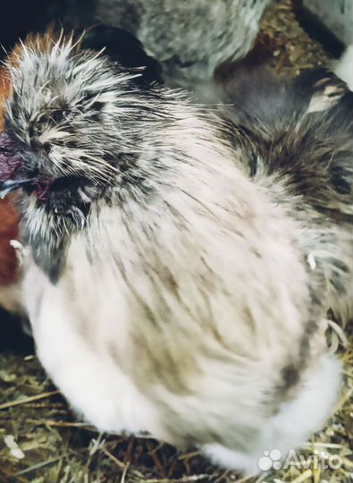 Петухи порода Китайская шелковая стандарт