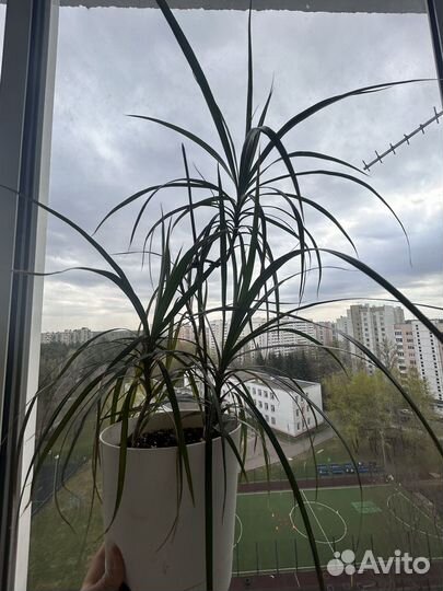 Драцена маргината