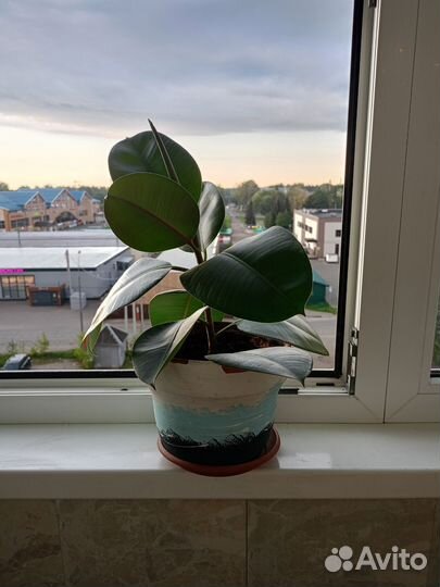 Фикус, диффенбахия