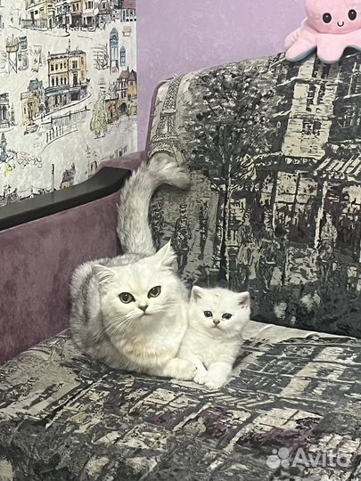 Котенок мальчик