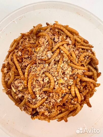 Живой корм для полезных клопов