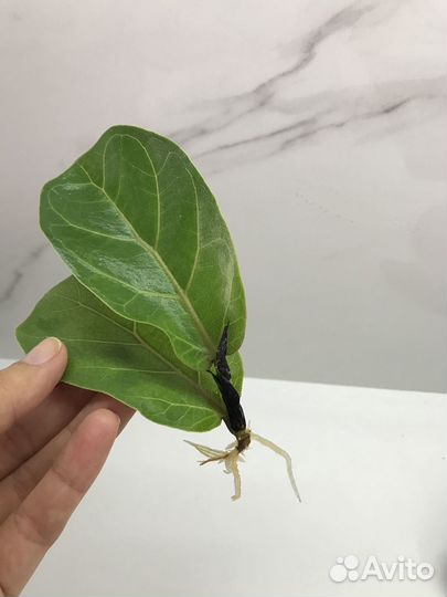 Фикус лирата бамбино