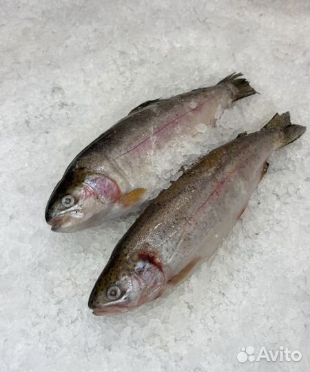 Форель порционная свежемороженая