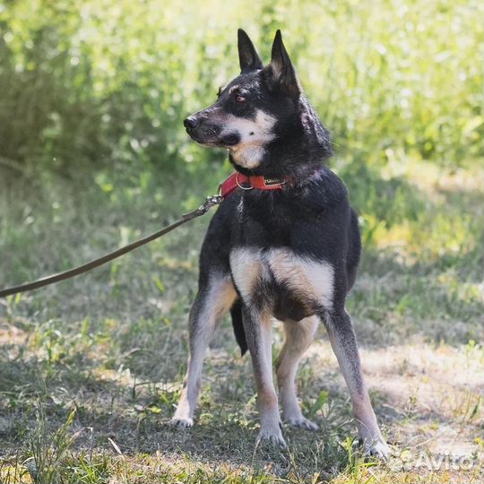 Собака Альфа в добрые руки