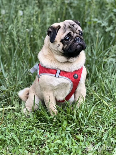 Щенки Мопса с документами